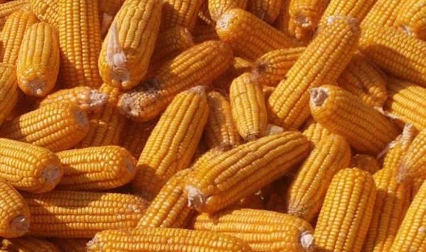 玉米种子质量鉴别方法