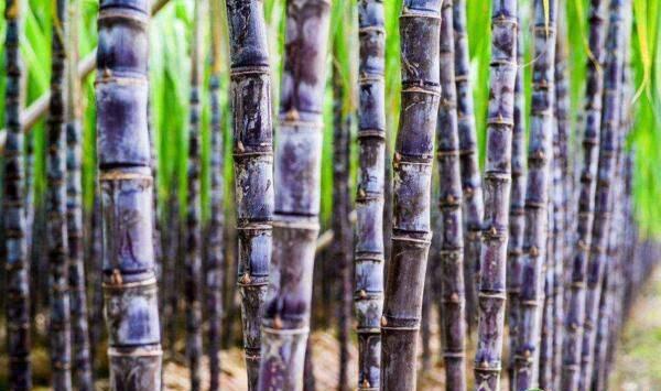 甘蔗种植中、后期水肥管理及病虫害防治