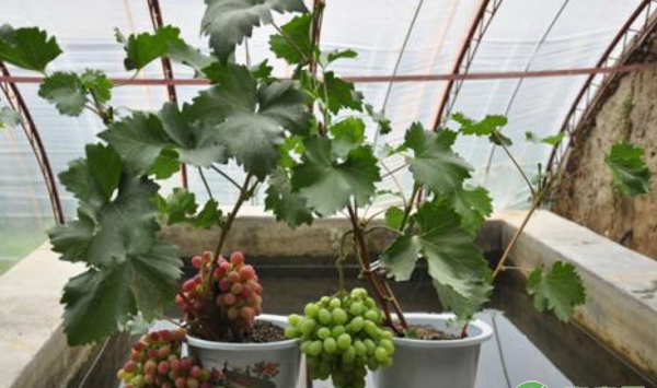盆栽葡萄选择什么品种为宜？盆栽葡萄种植技术