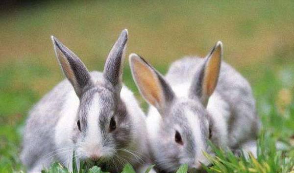 果园养兔子好处