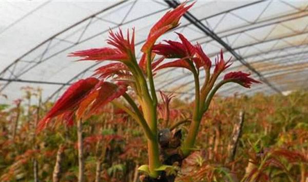 香椿栽培技术要点