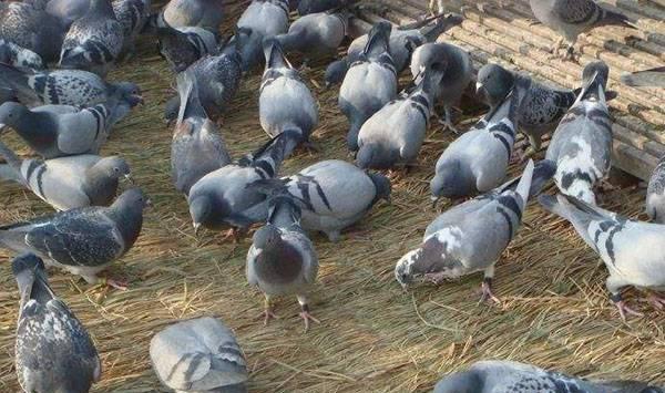 乳鸽的养殖技巧及注意事项