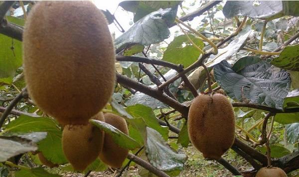 秦岭北麓猕猴桃冻害发生规律及预防措施