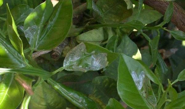 春季果树虫害防治药剂