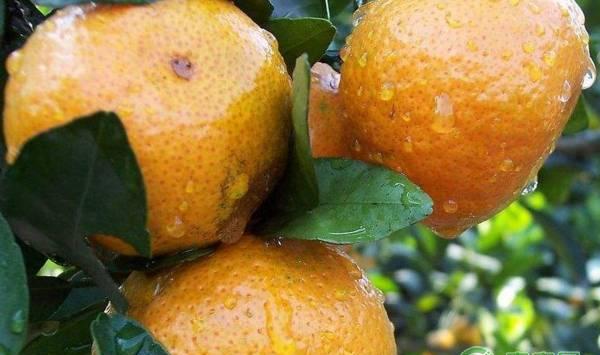 柑桔病虫害化学农药防治优缺点及使用注意事项