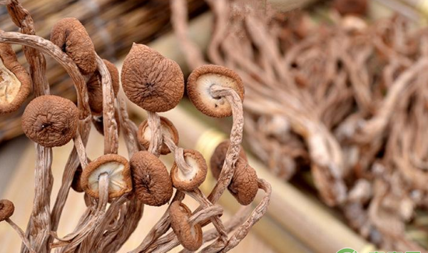 茶树菇有哪些功效作用？提高茶树菇生物转化率的方法
