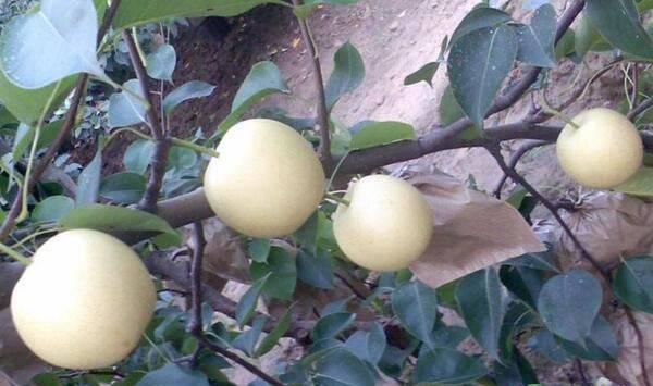 梨树叶片黄化枯死怎么办？梨树叶片黄化防治措施