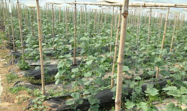 甜瓜化瓜的症状、原因及防治措施