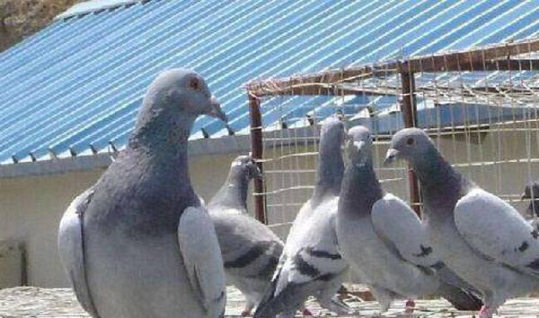 乳鸽的养殖技巧及注意事项