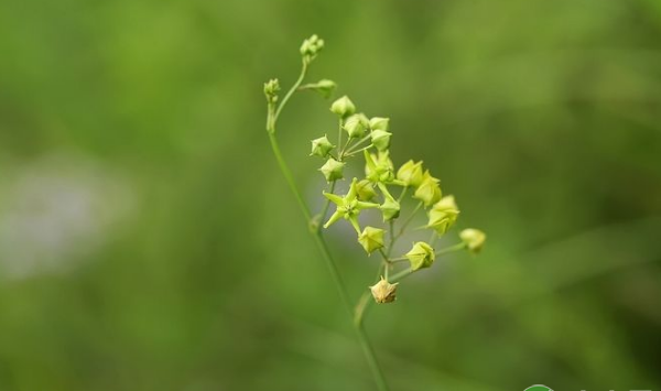 徐长卿选地整地、育苗移栽、田间管理、水肥管理