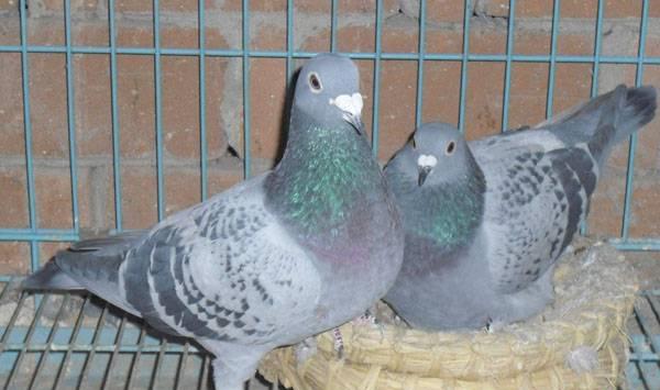 种鸽增加育种年限