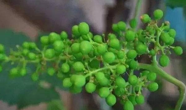 葡萄施肥要点