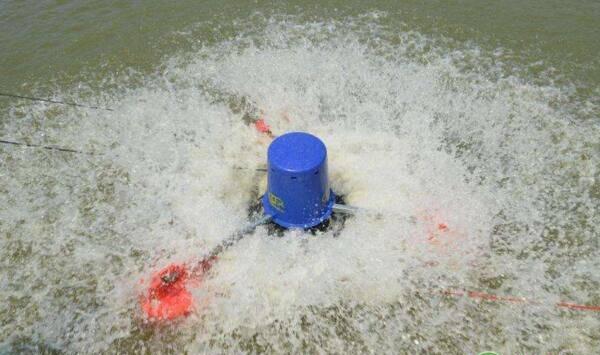 冬春鱼池清塘消毒实用技术