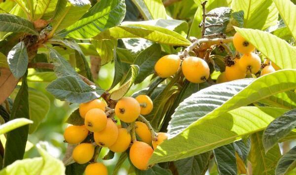 枇杷烂脚病症状、危害及推荐用药方案