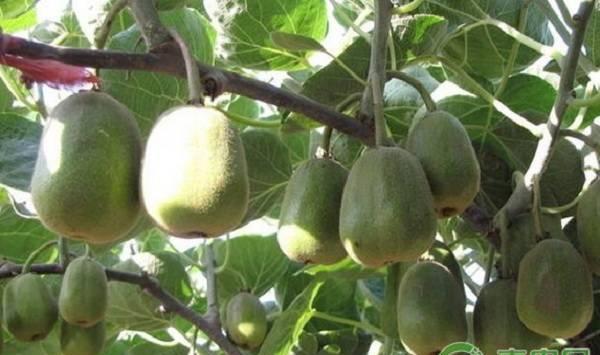 秦岭北麓猕猴桃冻害发生规律及预防措施