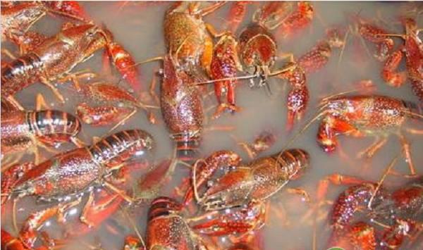 小龙虾饲料投喂管理技术要点