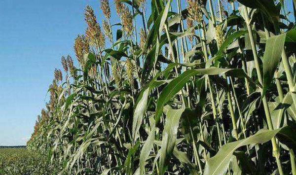 高粱甘蔗管理要点