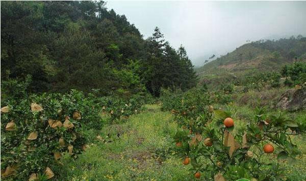 柑橘着色期的管理技术要点