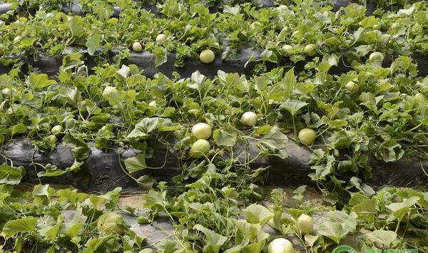甜瓜化瓜的症状、原因及防治措施