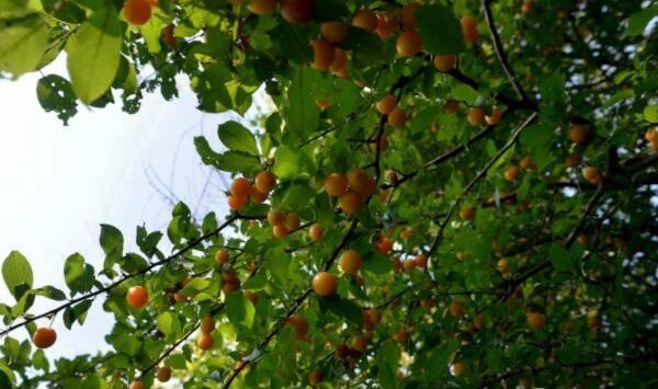 如何能科学的给果树施肥