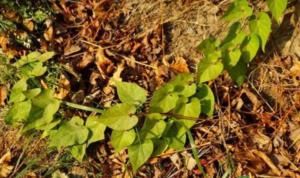 牛皮消药用价值、形态特性、栽培技术、病虫害防治