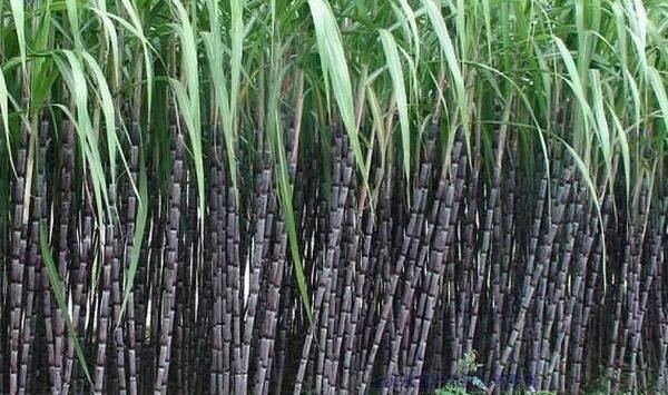 甘蔗种植中、后期水肥管理及病虫害防治