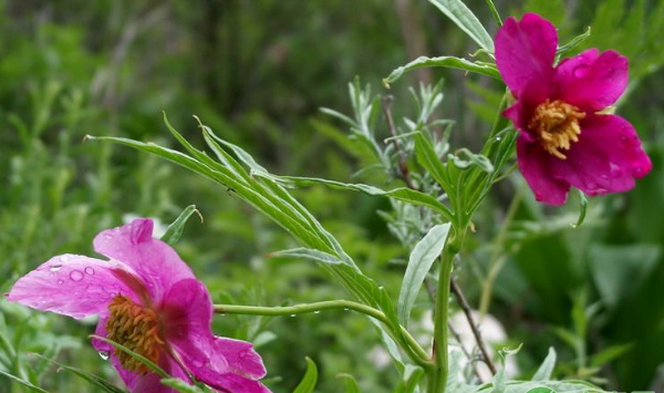 川赤芍植物学特性、前景展望、栽培方法