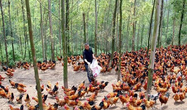 夏季林地养鸡注意事项