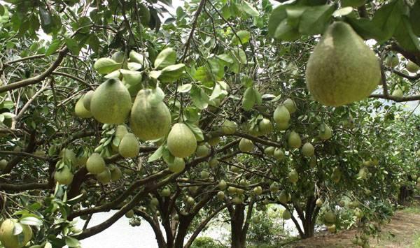 嫁接柚子树注意事项