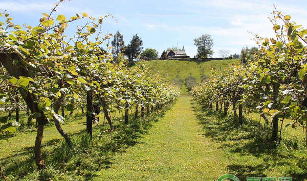 布朗李不同时期的浇水技巧