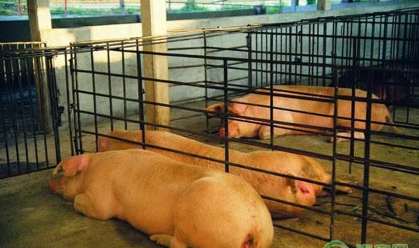猪传染性胸膜肺炎的症状、病理变化及防治措施