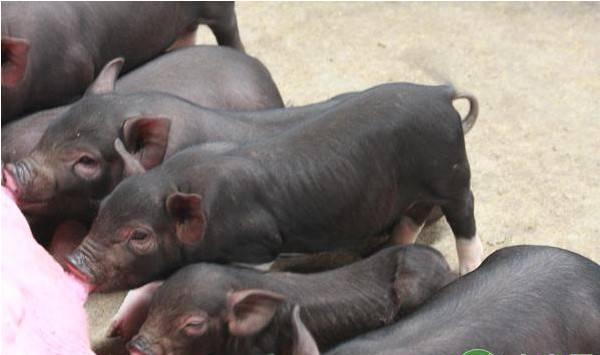 仔猪人工调养四措施