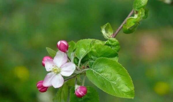 如何能科学的给果树施肥