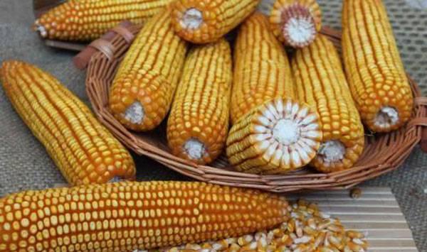 玉米种子质量鉴定