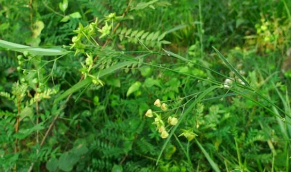 徐长卿选地整地、育苗移栽、田间管理、水肥管理