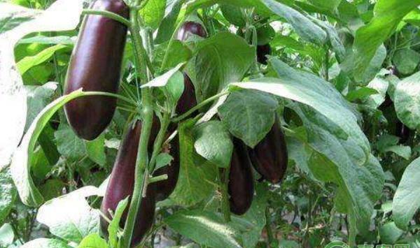 茄子的高效种植管理技术要点