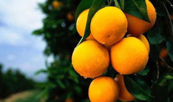 开春后，柑橘蓟马、红蜘蛛、花蕾蛆、木虱防治措施