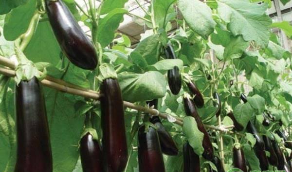 茄子的高效种植管理技术要点