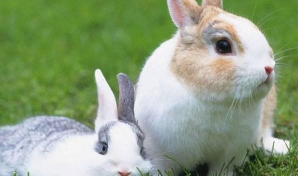 如何发现兔子是否生病？兔子生病辨别方法及解决措施