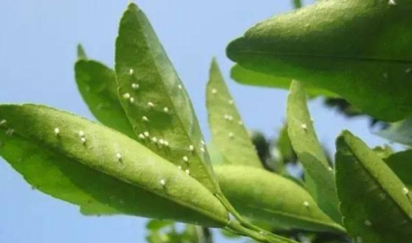 柑橘蚜虫防治措施