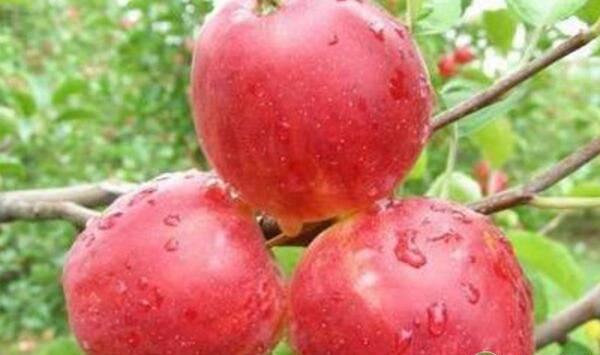 苹果斑点病落叶病发病特点、发病规律、防治方措施