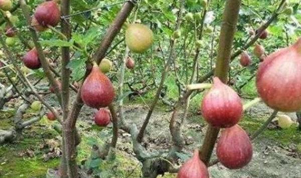 无花果不结果原因及其应对措施
