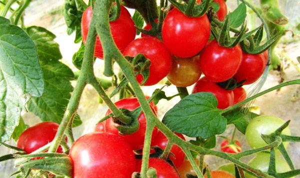 圣女果栽种方法