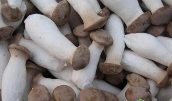 杏鲍菇有哪些功效作用？杏鲍菇出菇期管理要点