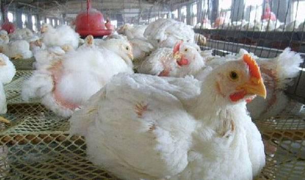 肉鸡养殖环境要点