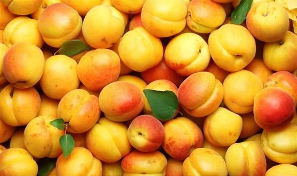 杏树花果期的管理