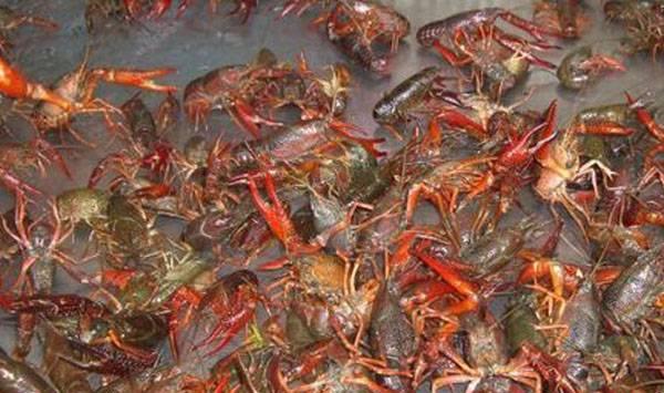 小龙虾种苗的运输方法和注意事项