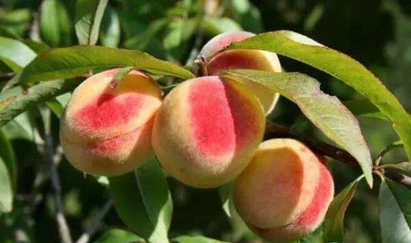 桃树真菌性穿孔病为害症状、防治措施