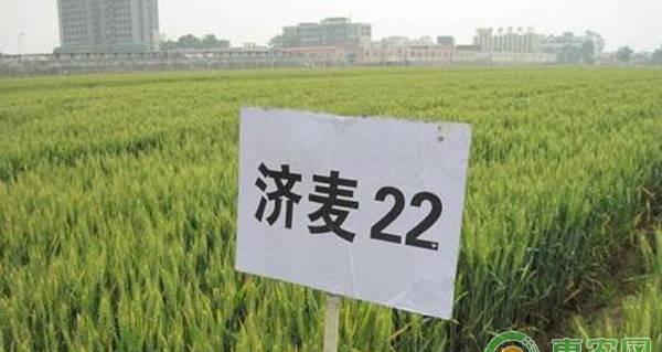 冬麦的种植技术要点