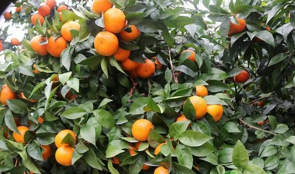 沃柑优质高效栽培管理技术